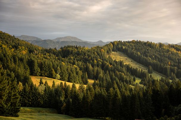 Oberstaufener Bergwald