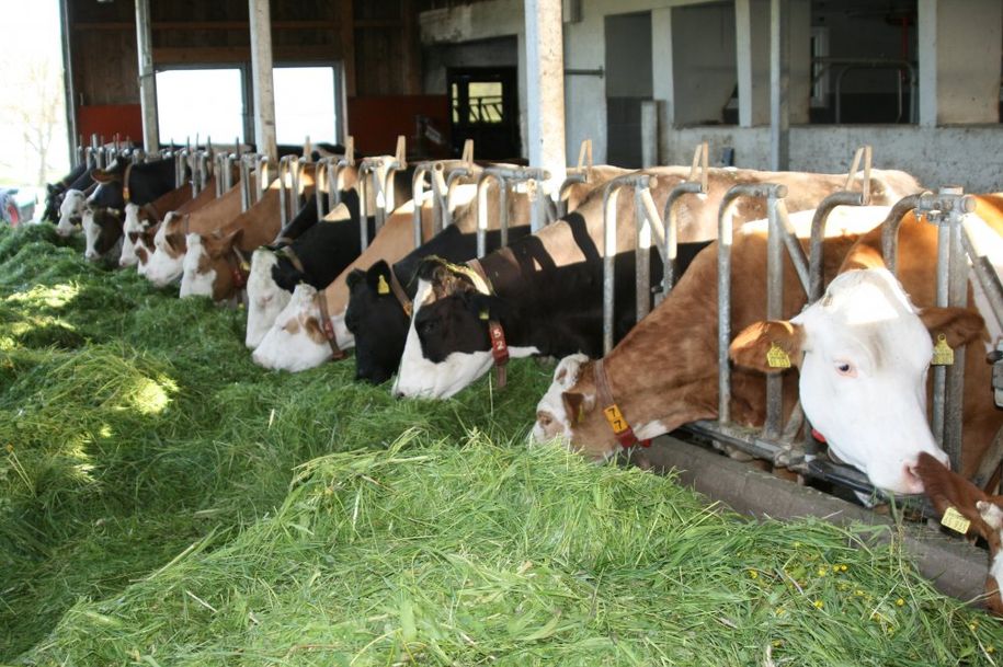 Frisches Gras für die Kühe