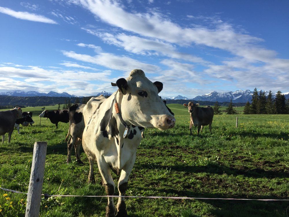 Unsere Kühe dürfen auf die Weide!