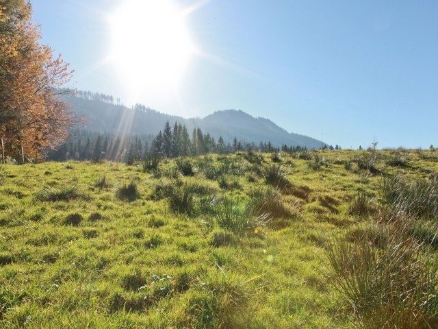 Bei der Unteren Alm in Nesselwang im Allgäu