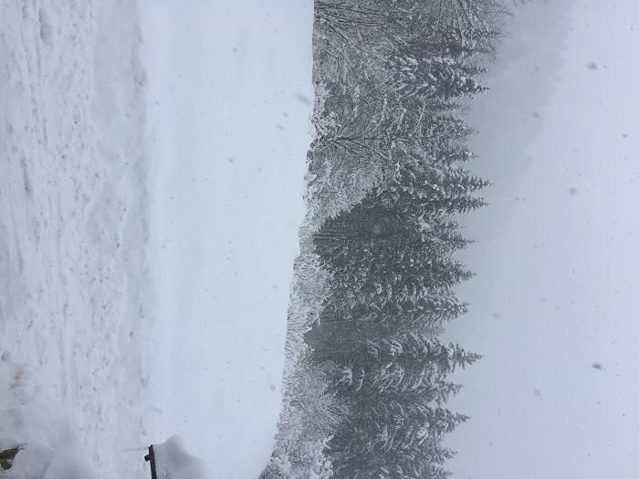 Waldblick Winter