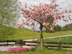 Sommerpanorama