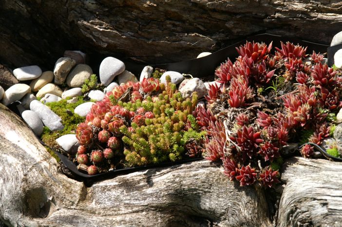 Steingewächs im Garten