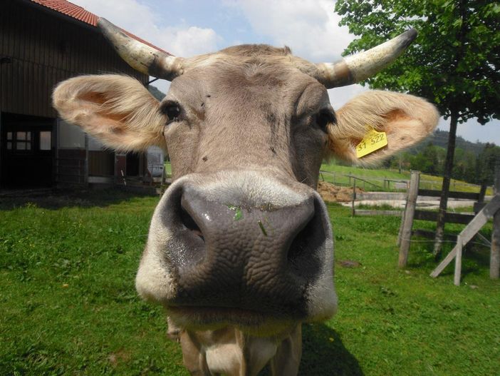 Wir sind ein Mutterkuhbetrieb