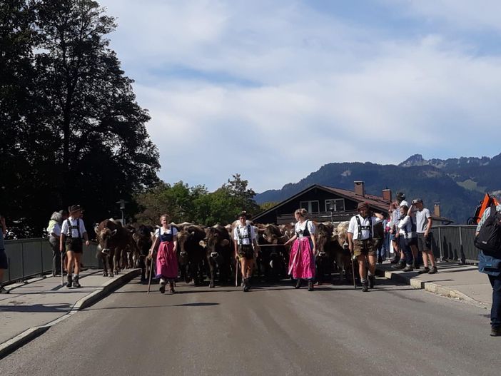 Viehscheid in Oberstdorf
