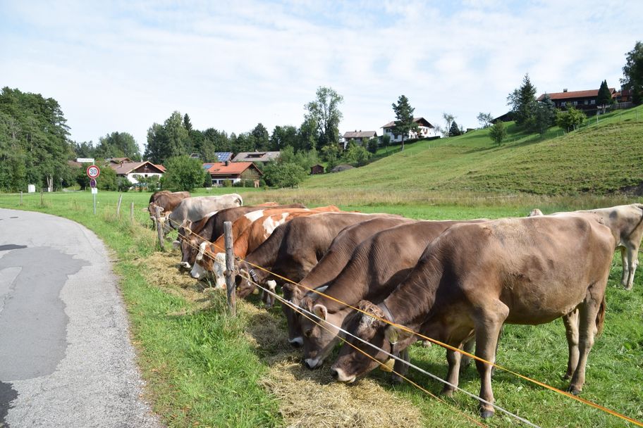 Herde Jungrinder entlang der Wörther Straße