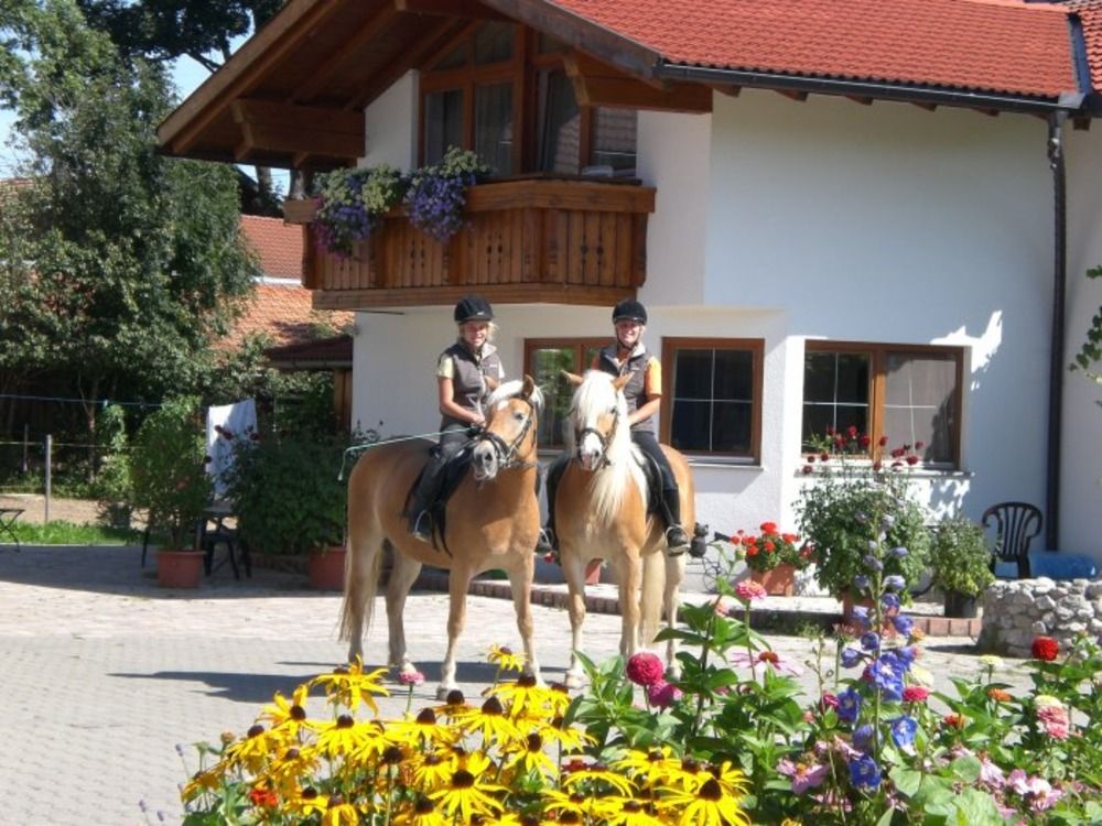 Reiten auf unseren Haflinger
