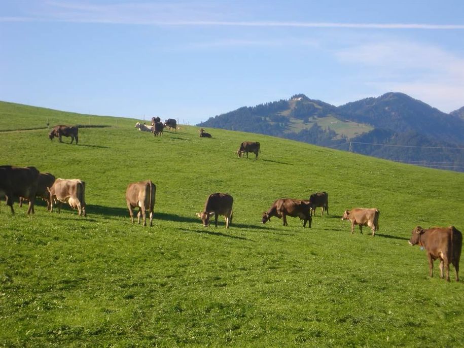 Unsere Kühe genießen das frische Gras