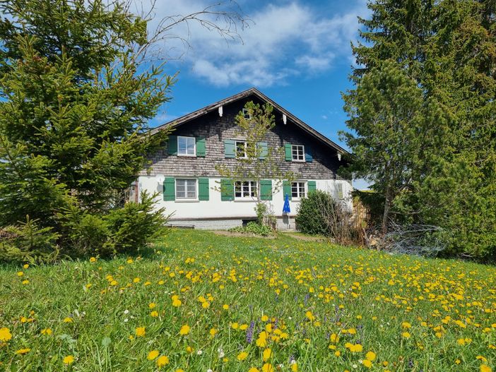 Löwenzahnblühte an Pfingsten