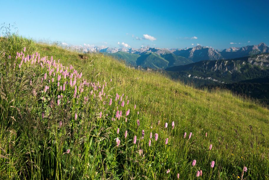 Bergblick auf dem Riedberger Horn