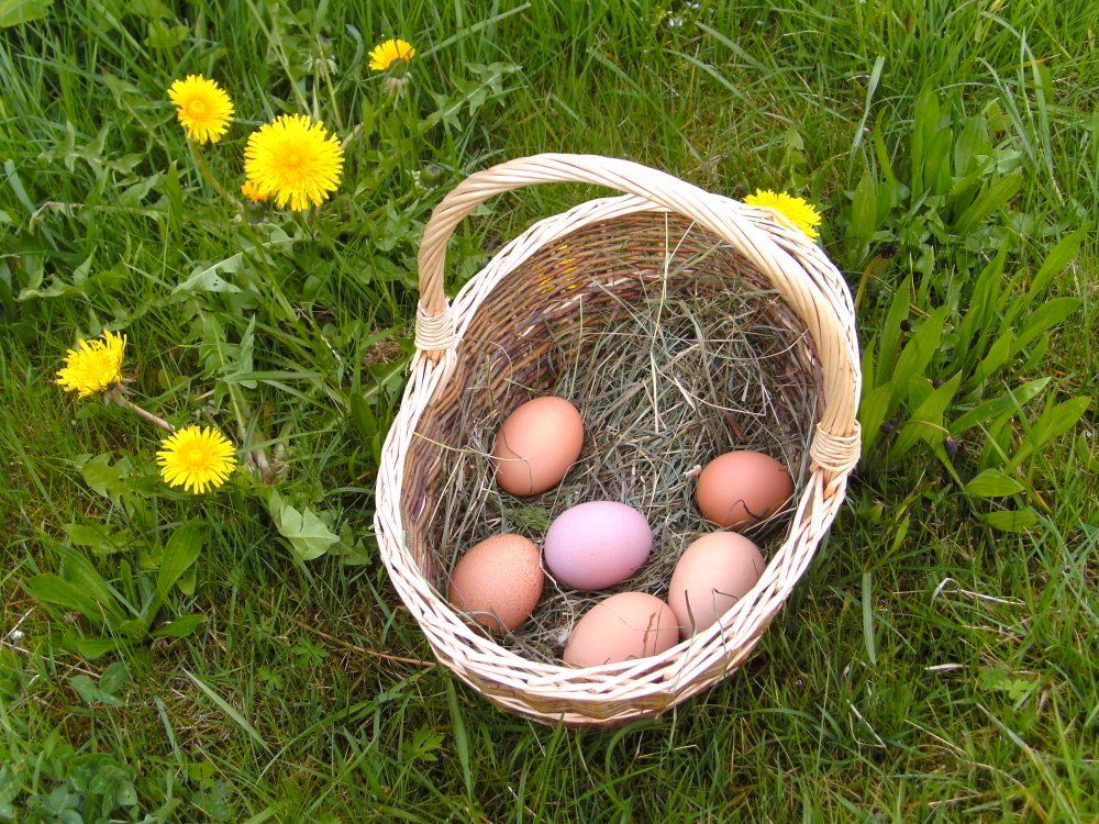 Bio-Eier von glücklichen Hühnern