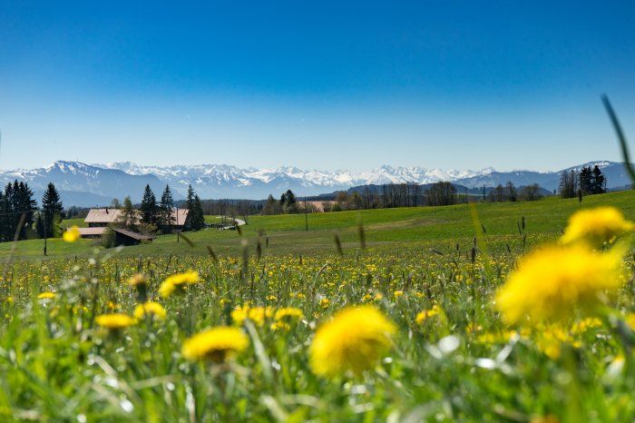 Frühling bei uns im Allgäu