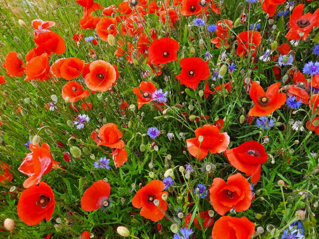 Mohn- und Kornblumen rund um Kammlach©LRA