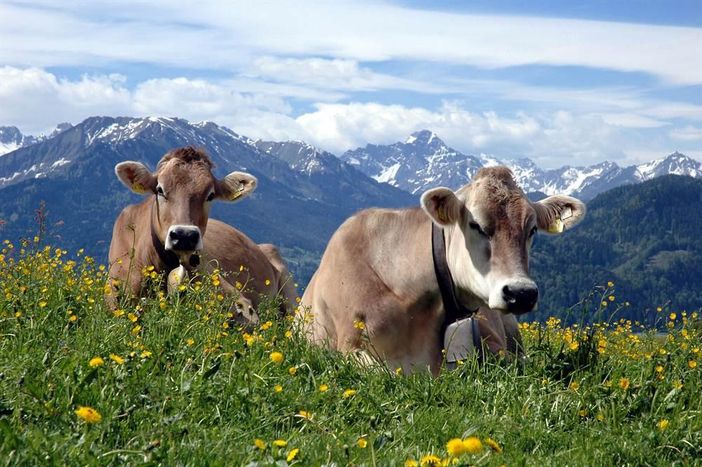 Frieda und Flora heißen Sie willkommen
