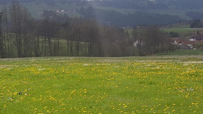 Blumenwiese