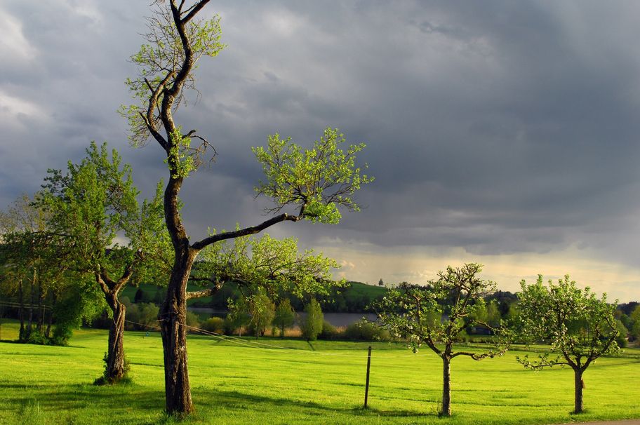 Gewitterstimmung - Obstwiese bei Isny-Beuren