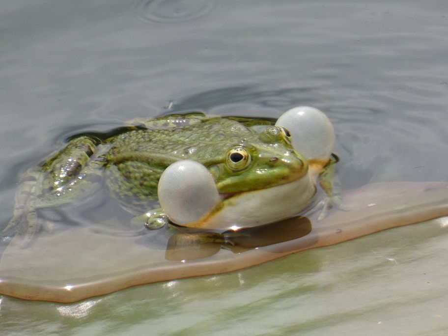 Teichfrosch Schallblase DT Primavera (32)