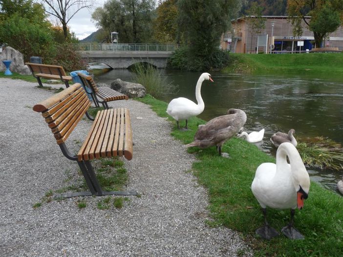 Familie Schwan