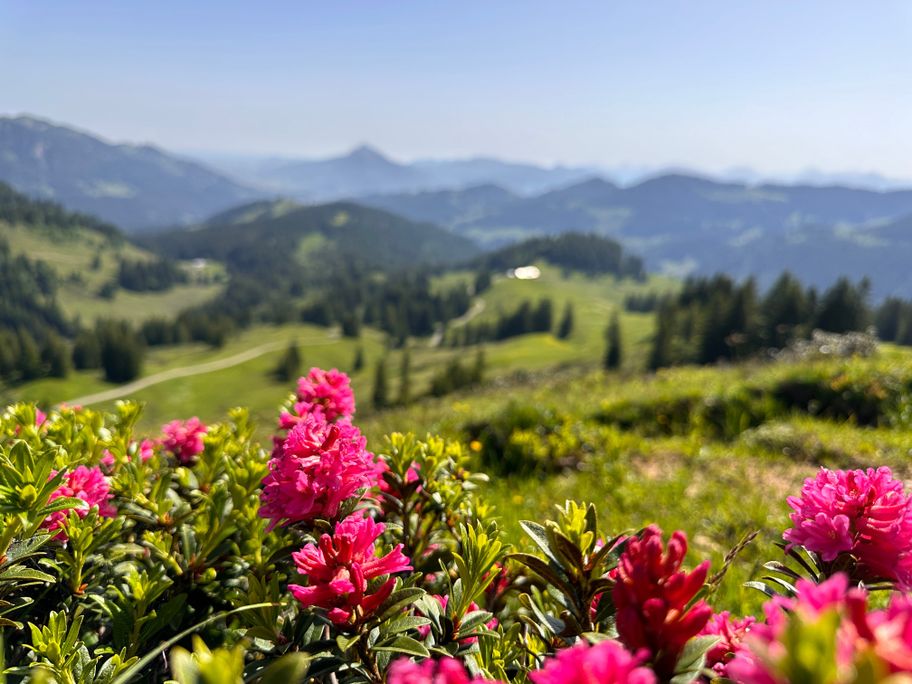 Alpenrosenblüte am Höllritzereck