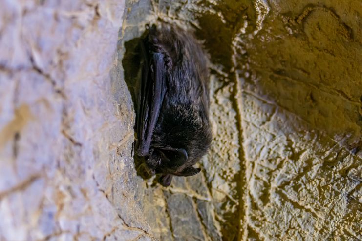 Naturpark bei Nacht_Anna Mareike Rathjen (10)_klein