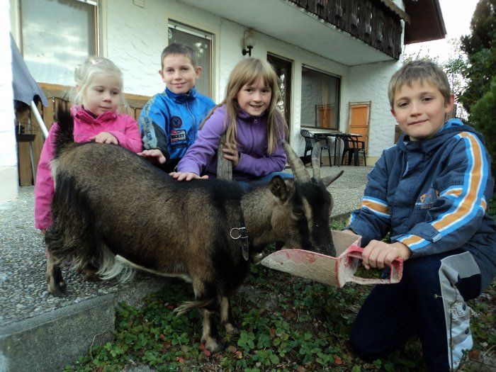 Ziegen füttern