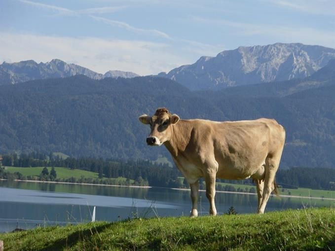 ... unbezahlbare Aussicht auf Berge und Forggensee