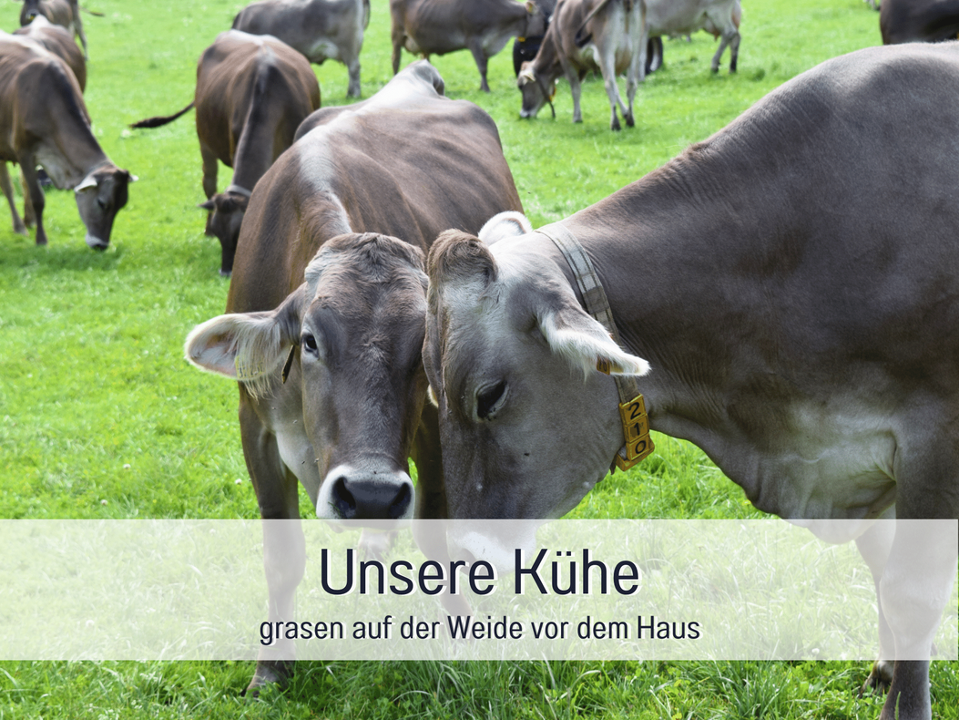 Kühe auf der Weide