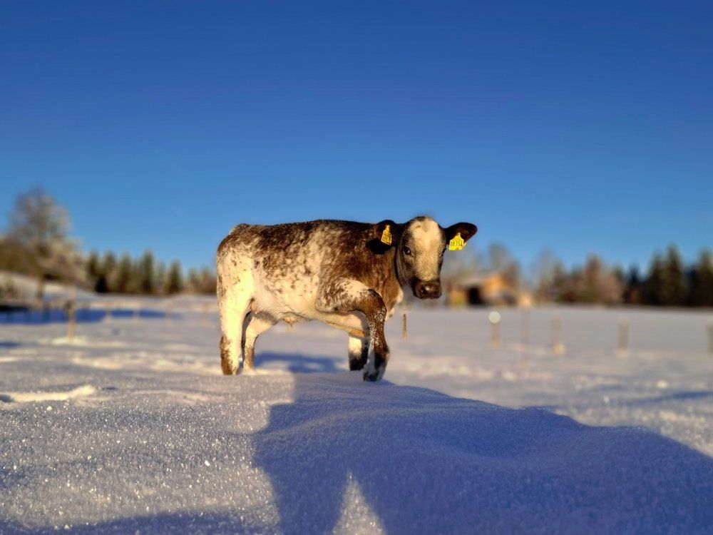 Kälbchen im Schnee
