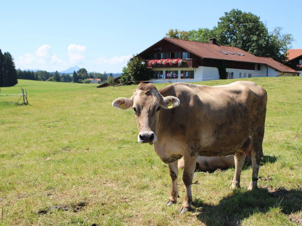 Kuh auf der Weide