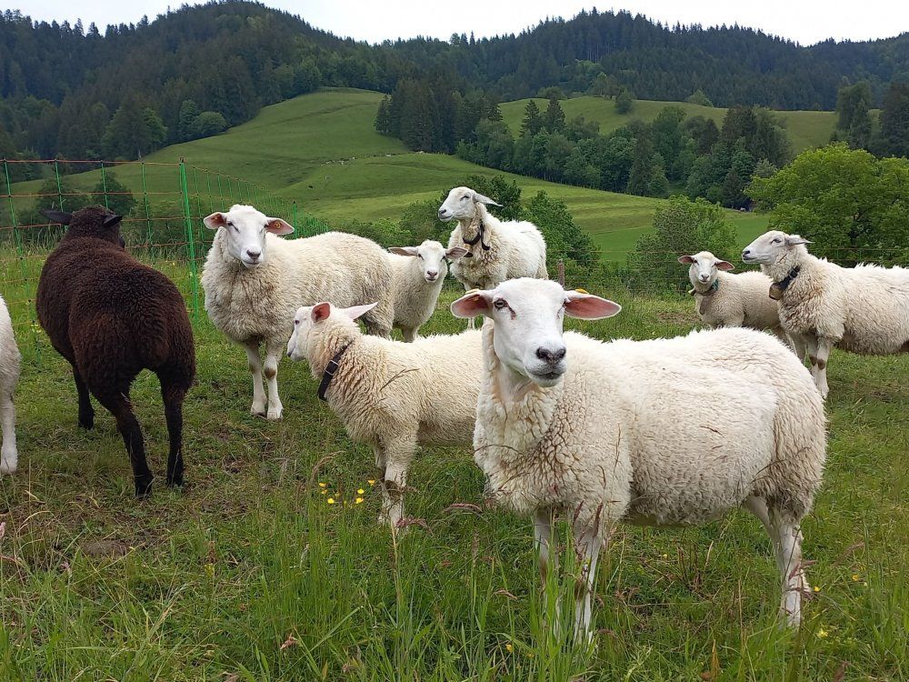 Schafe auf der Weide