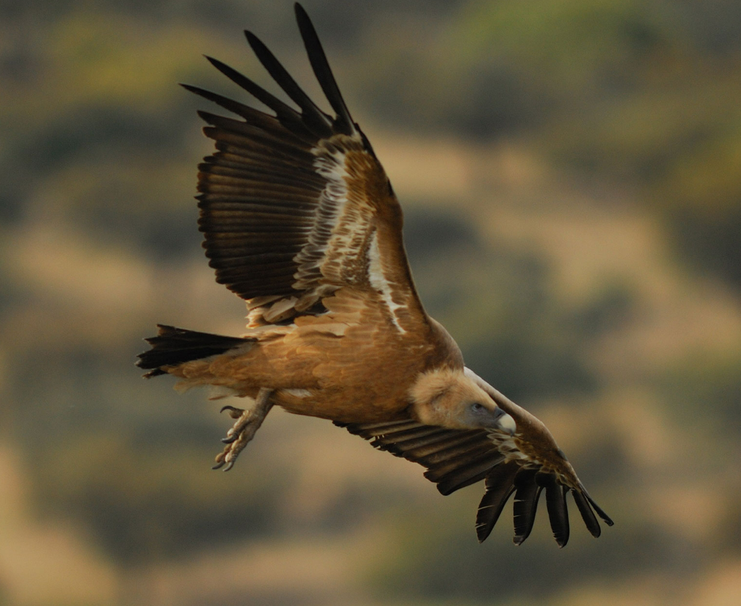 Vortrag_Geier_Henning Werth