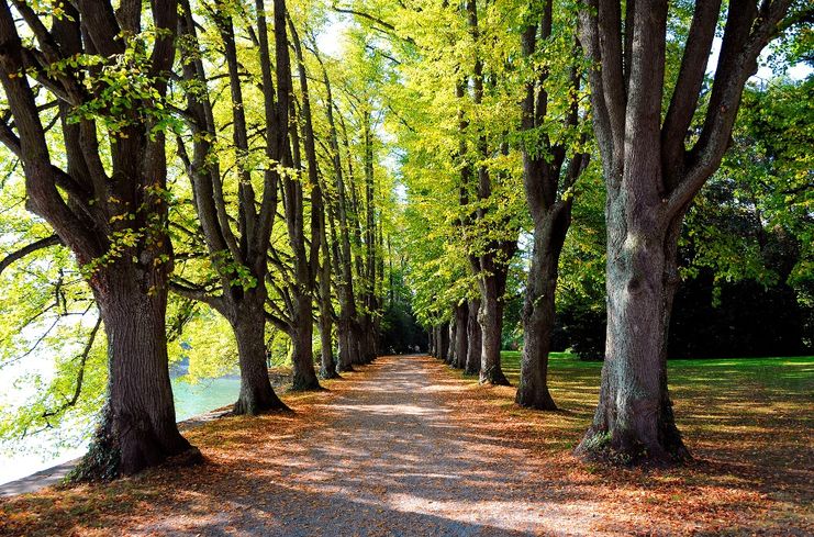 Lindenhofpark im Herbst