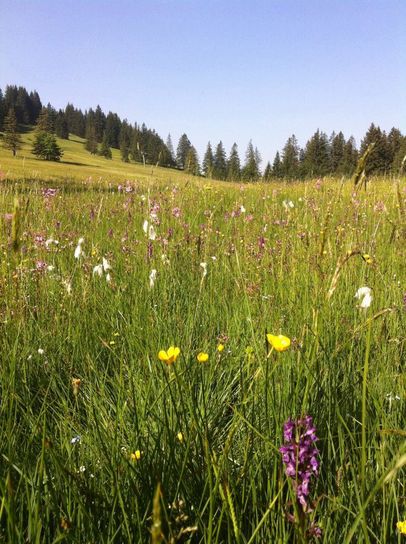 Blumenwiese am Ofterschwanger Horn