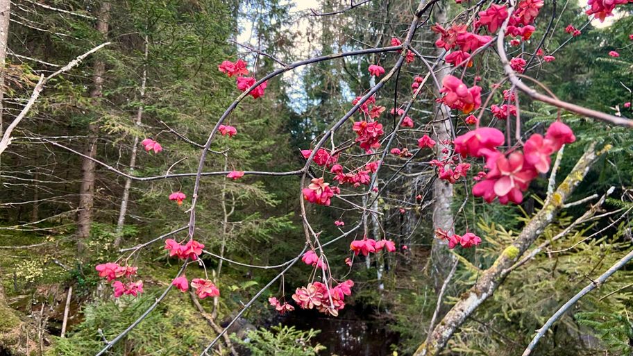 Flora im Tiefenberger Moos