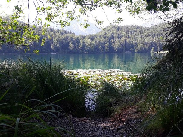 Seerosen im Alatsee