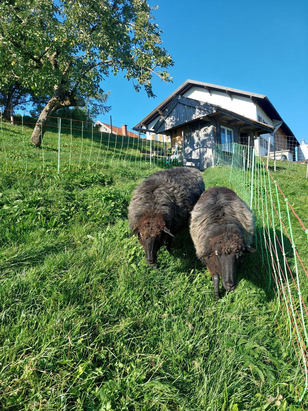 Schafe mögen auch kuscheln und Beschäftigung