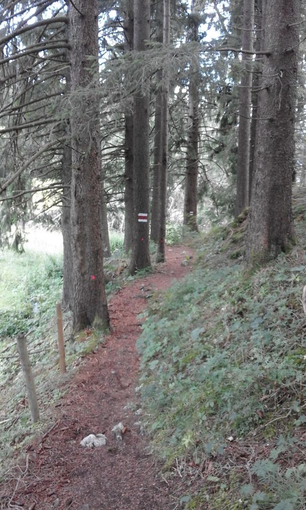 Pfad in Richtung Falkenstein