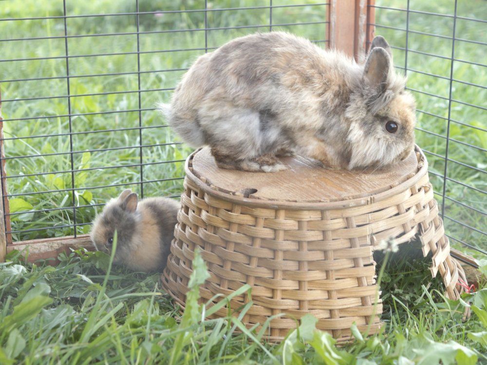 Hase Lonie mit Stupsi