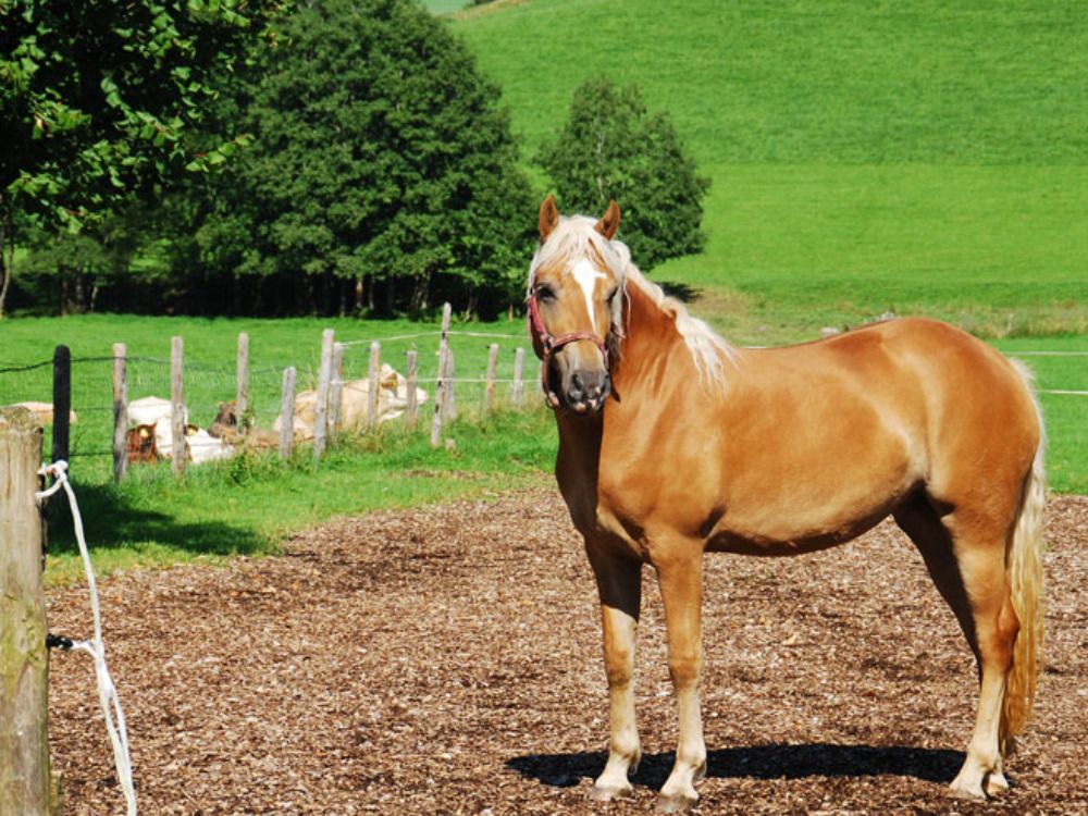 unserhaflinger-pferd