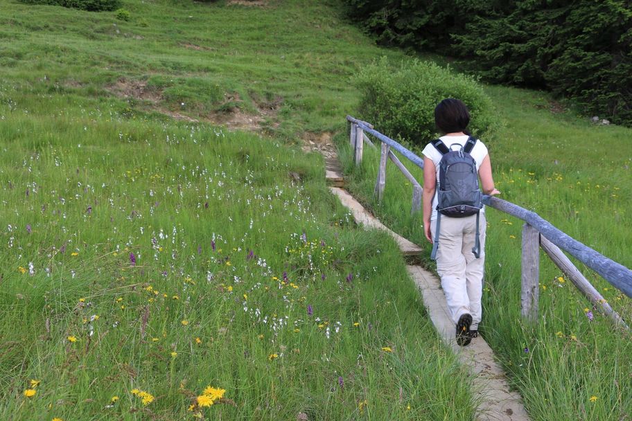 Wanderweg durch teils feuchte Bergwiesen