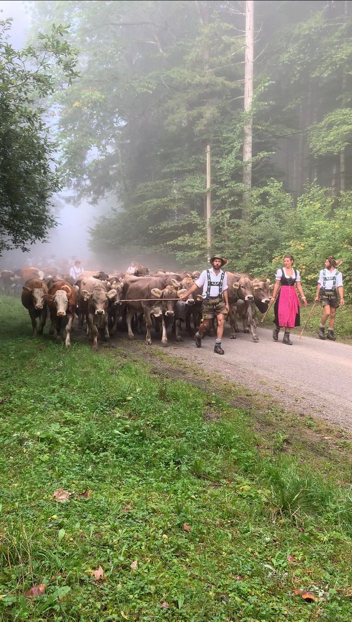 Viehscheid/Almabtrieb