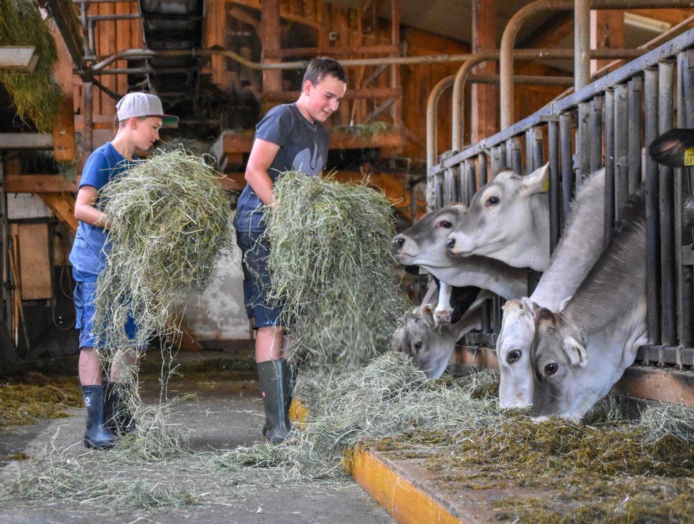 Kinder beim Heu füttern