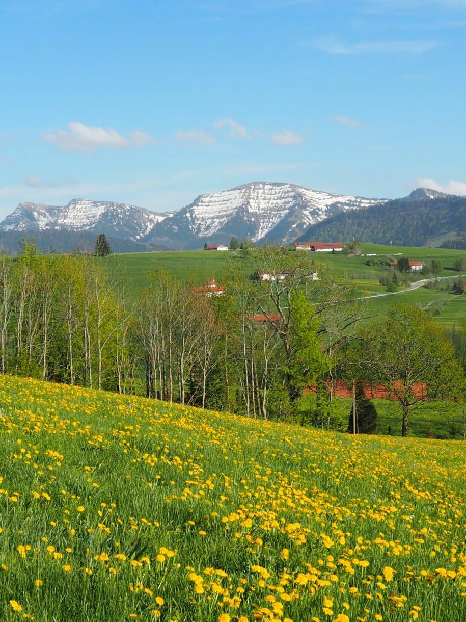 Frühling -  mit Blick auf den Hochgrat