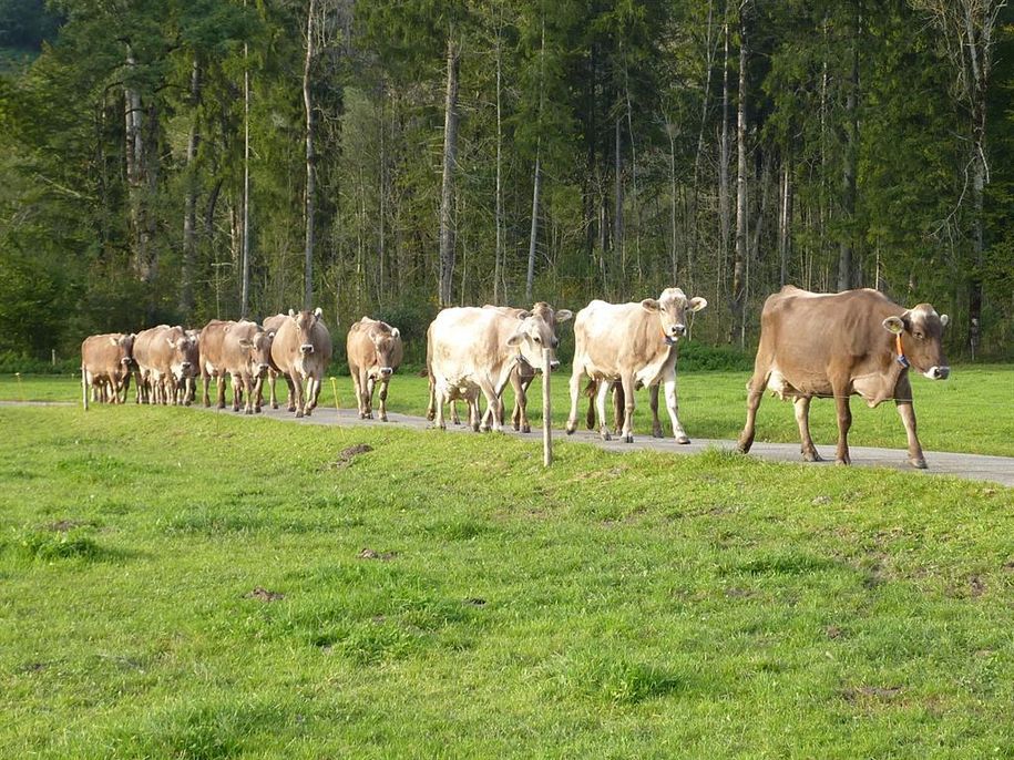 Kühe auf dem Heimweg