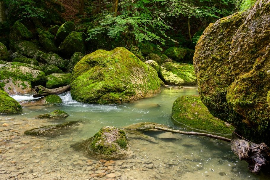 Zukunftswald Haldertobel
