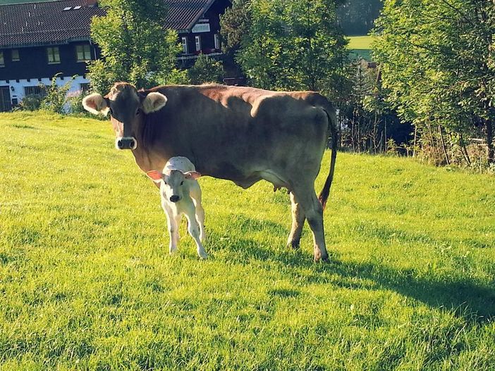 Unsere Kuh Rosalie mit ihrem frisch geborenen Kalb