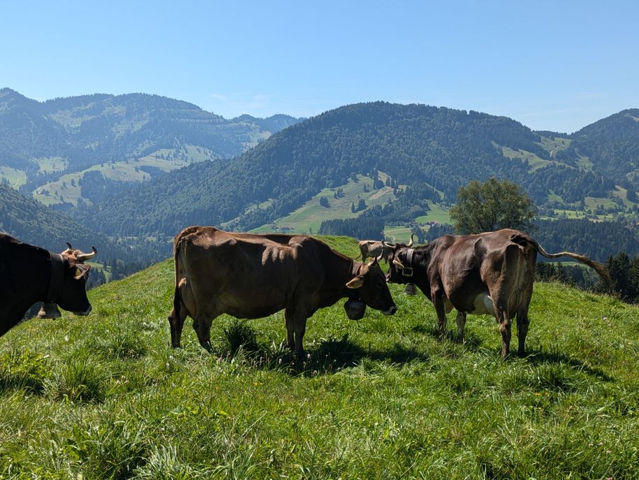 Auf dem Hündle