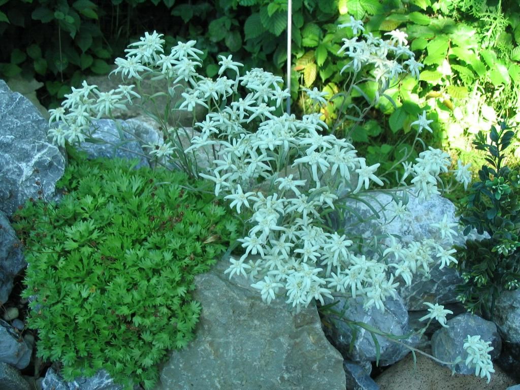 Edelweiss im Steingarten