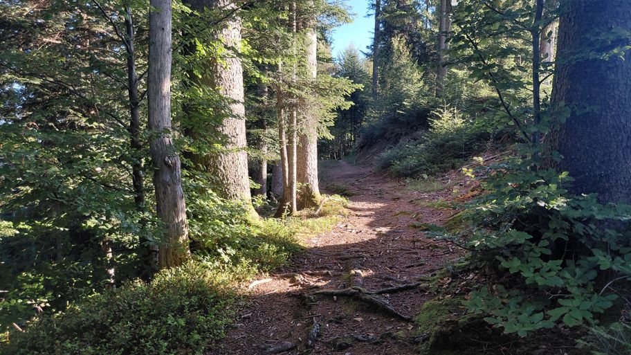 Spiel von Licht und Schatten im Wald