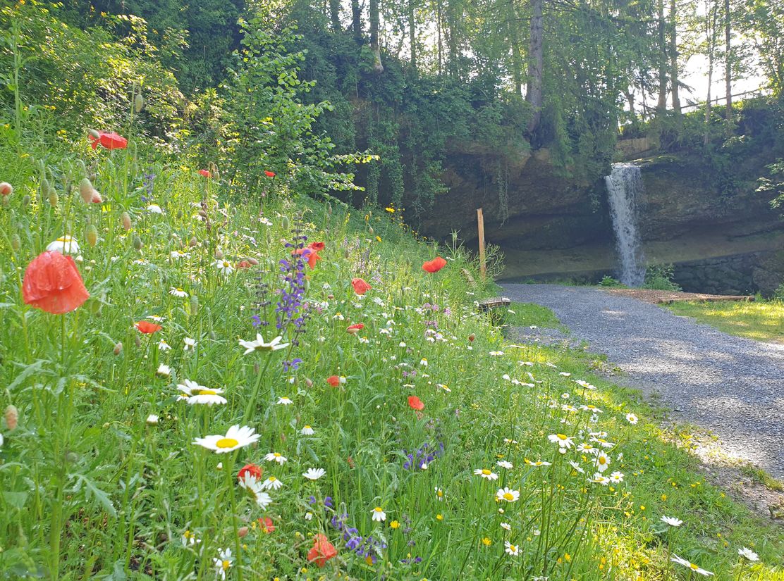 Scheidegger-Wasserfaelle-Blumen-Kräuter